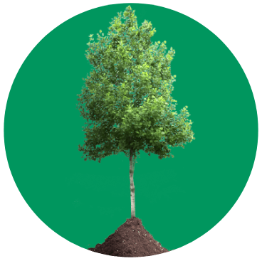 árvore sustentabilidade