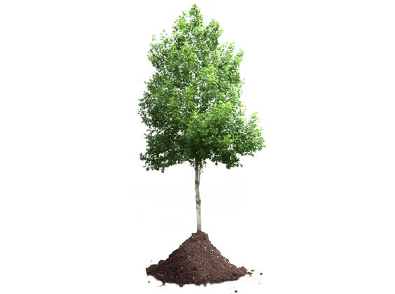 árvore sustentabilidade