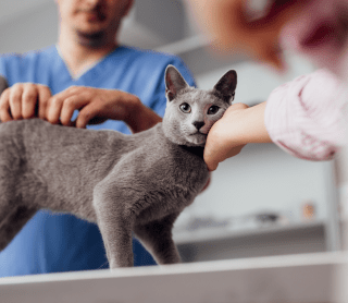 Gato no veterinário
