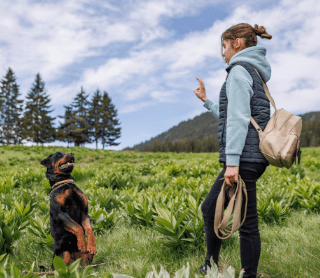 Menina a treinar o cão no meio do campo 