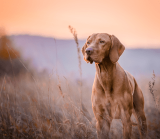 cão no campo