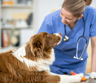 cão com veterinária