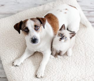 cão e gato