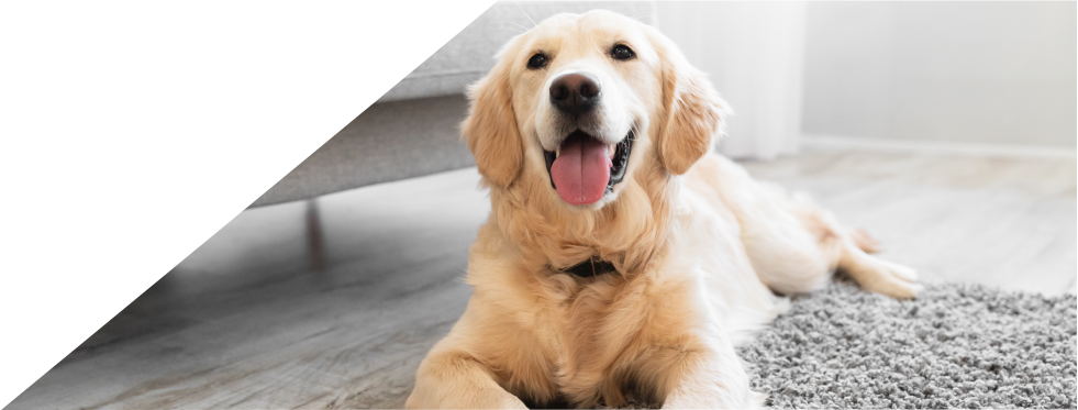 Cão deitado no tapete da sala
