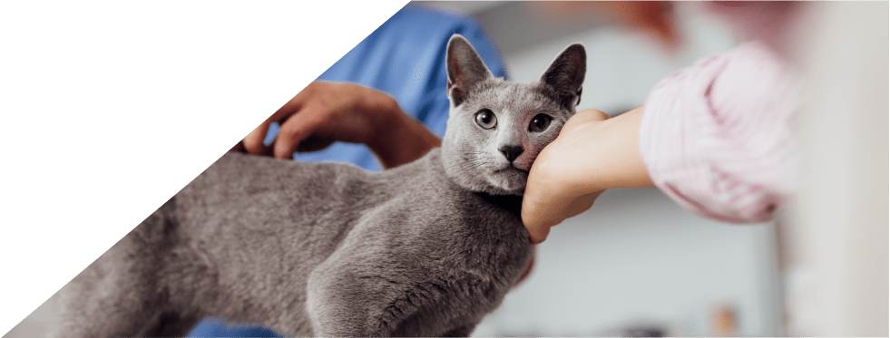 Gato no veterinário