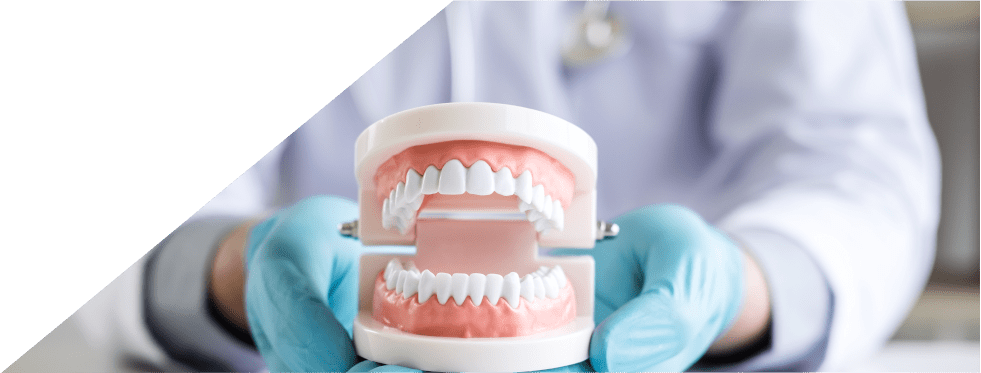 Dentista com dentadura nas mãos