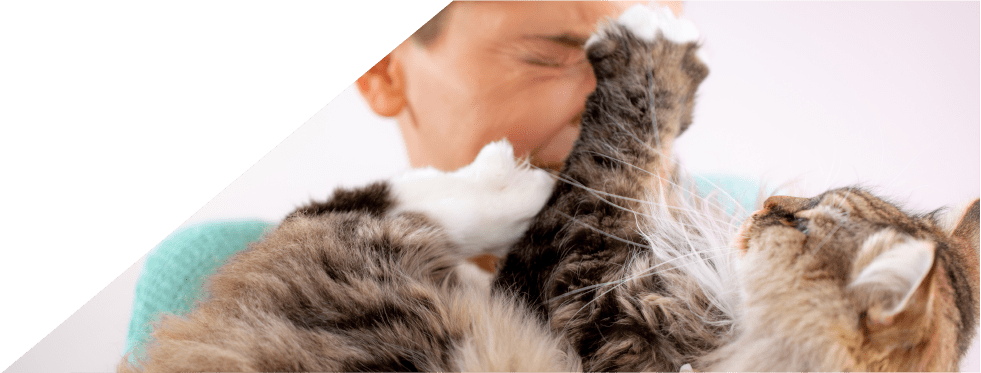 Gato no veterinário