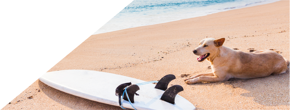 Cão na praia deitado ao lado de uma prancha de surf
