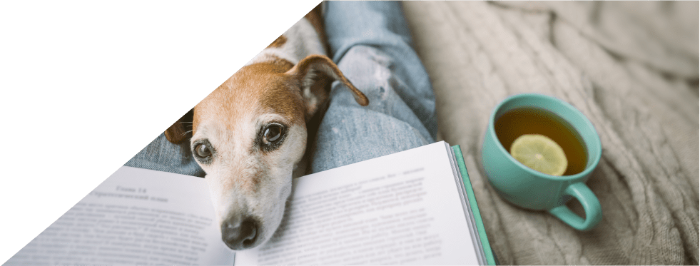 Cão a olhar para a sua dona