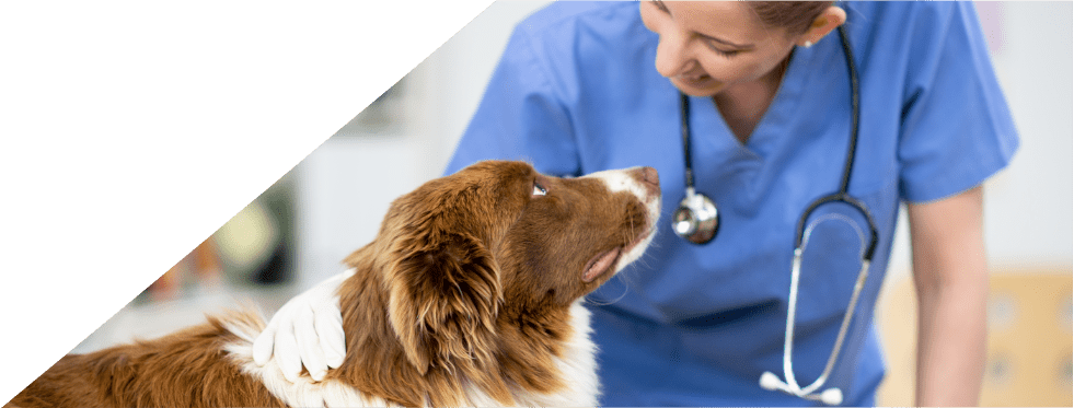 cão com veterinária