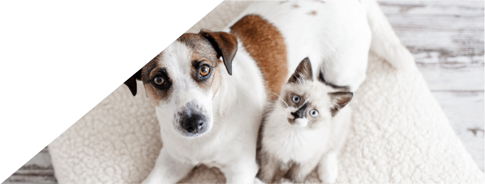 cão e gato