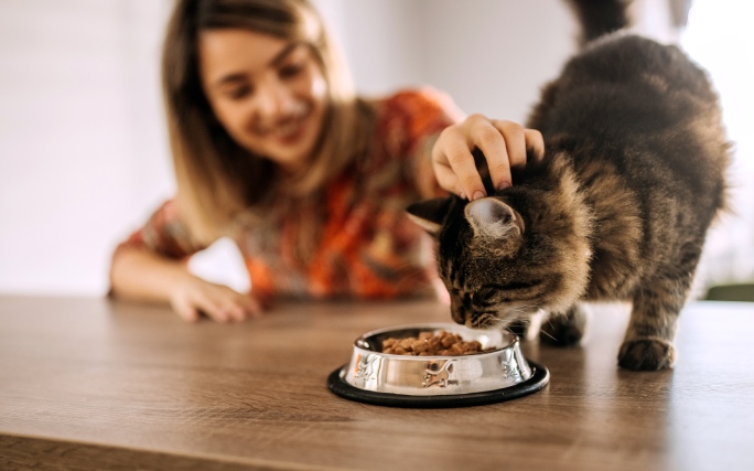 Gato em casa é alimentado com uma ração contendo alimentação saudável para gatos.