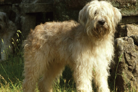 Cão Barbado da Terceira