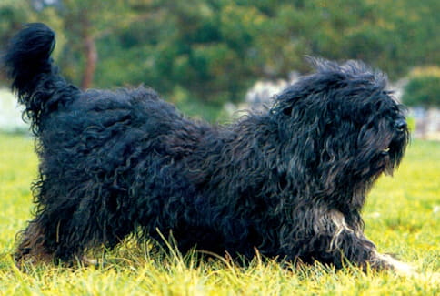 Cão da Serra de Aires