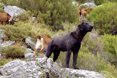 Cão Castro Laboreiro