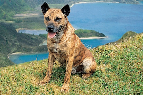 Cão de Fila de São Miguel