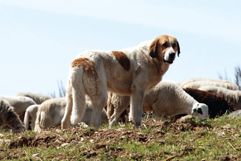 Cão de Gado Transmontano