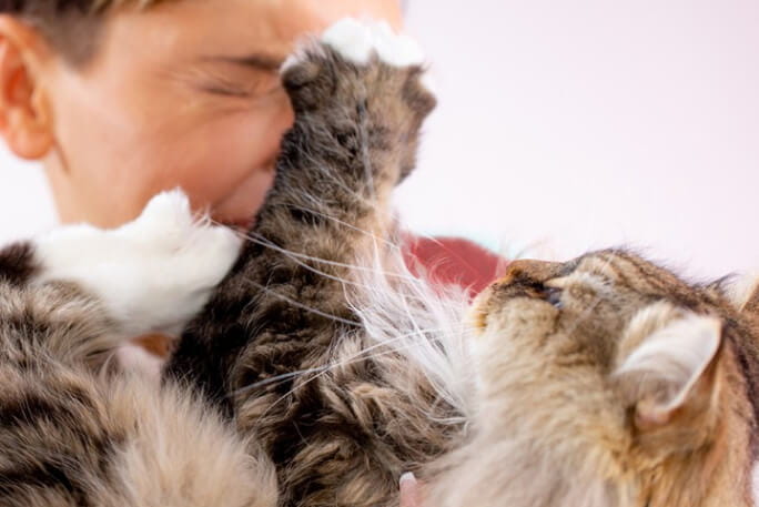 Uma criança a brincar com um gato pode sofrer uma arranhadura ou mordida. 