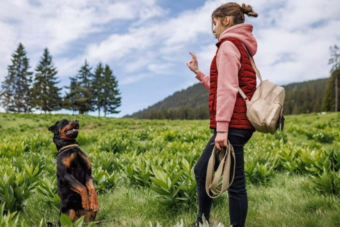 Como treinar o seu cão filhote? Conselhos para o educar.