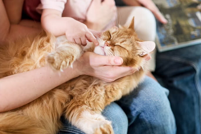 Animal de companhia gato mimado pela família com quem habita.