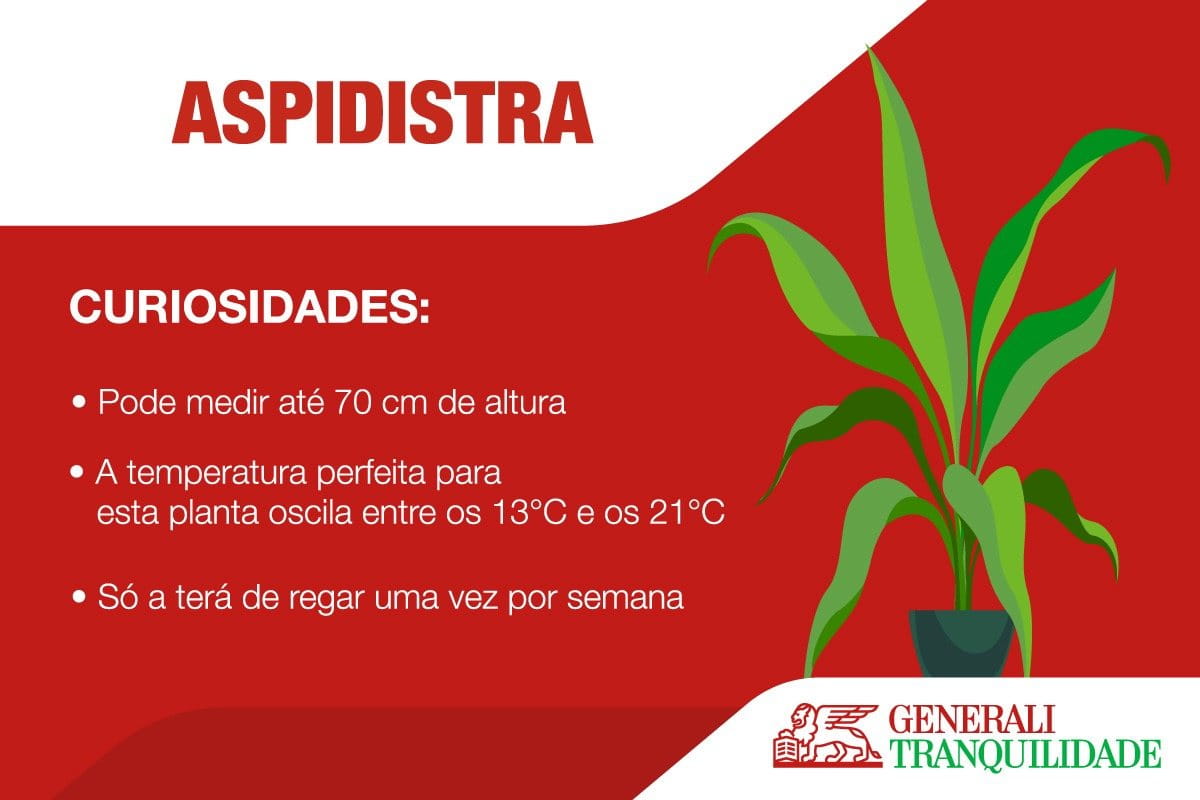Infografia planta Aspiditra