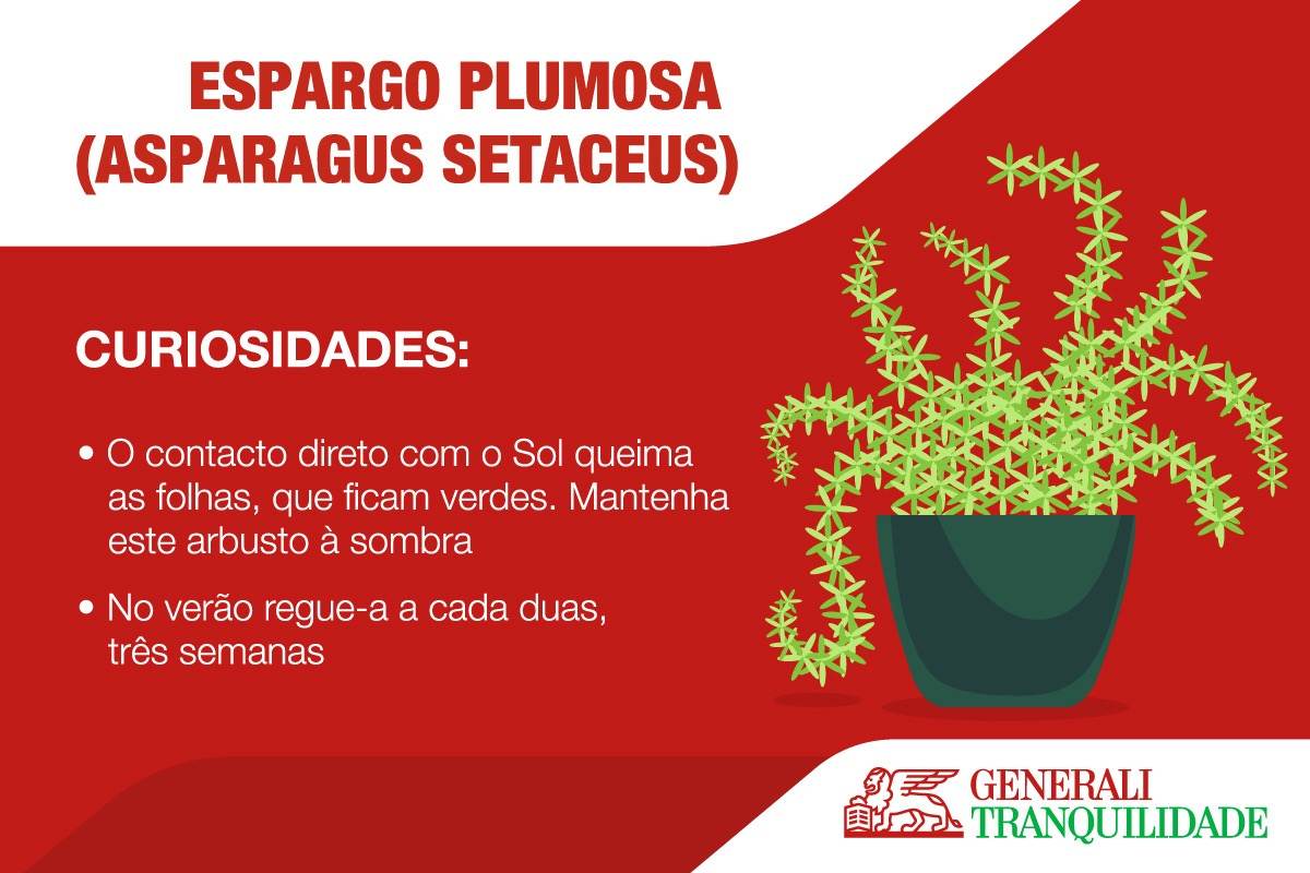 Infografia de planta Espargo Plumosa