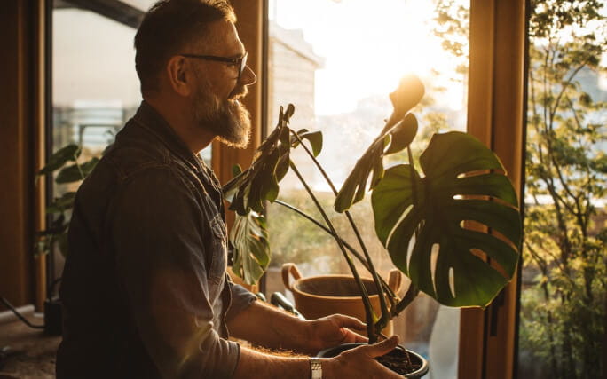 Um homem junto a uma janela cuida da planta Costela de Adão.