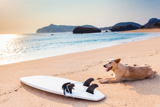 praias para caes 6 alternativas para ir a banhos com o seu melhor amigo