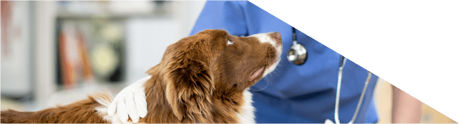 cão com veterinária