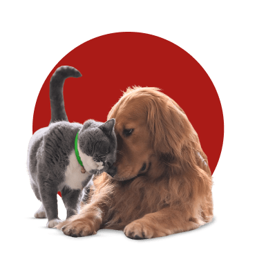 Gato cinzento a brincar com cão castanho de grande porte