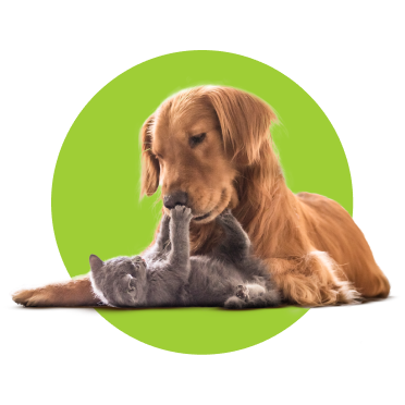 Cão castanho a brincar com gato cinzento.