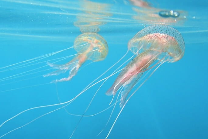 Duas alforrecas no mar: atenção à picada de alforreca. 