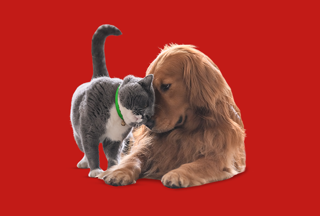 montra tranquilidade cães e gatos